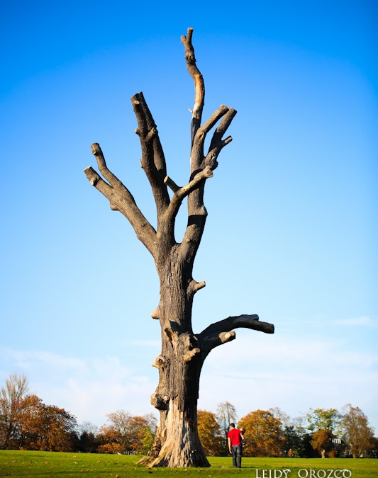 Grovelands Park Tree